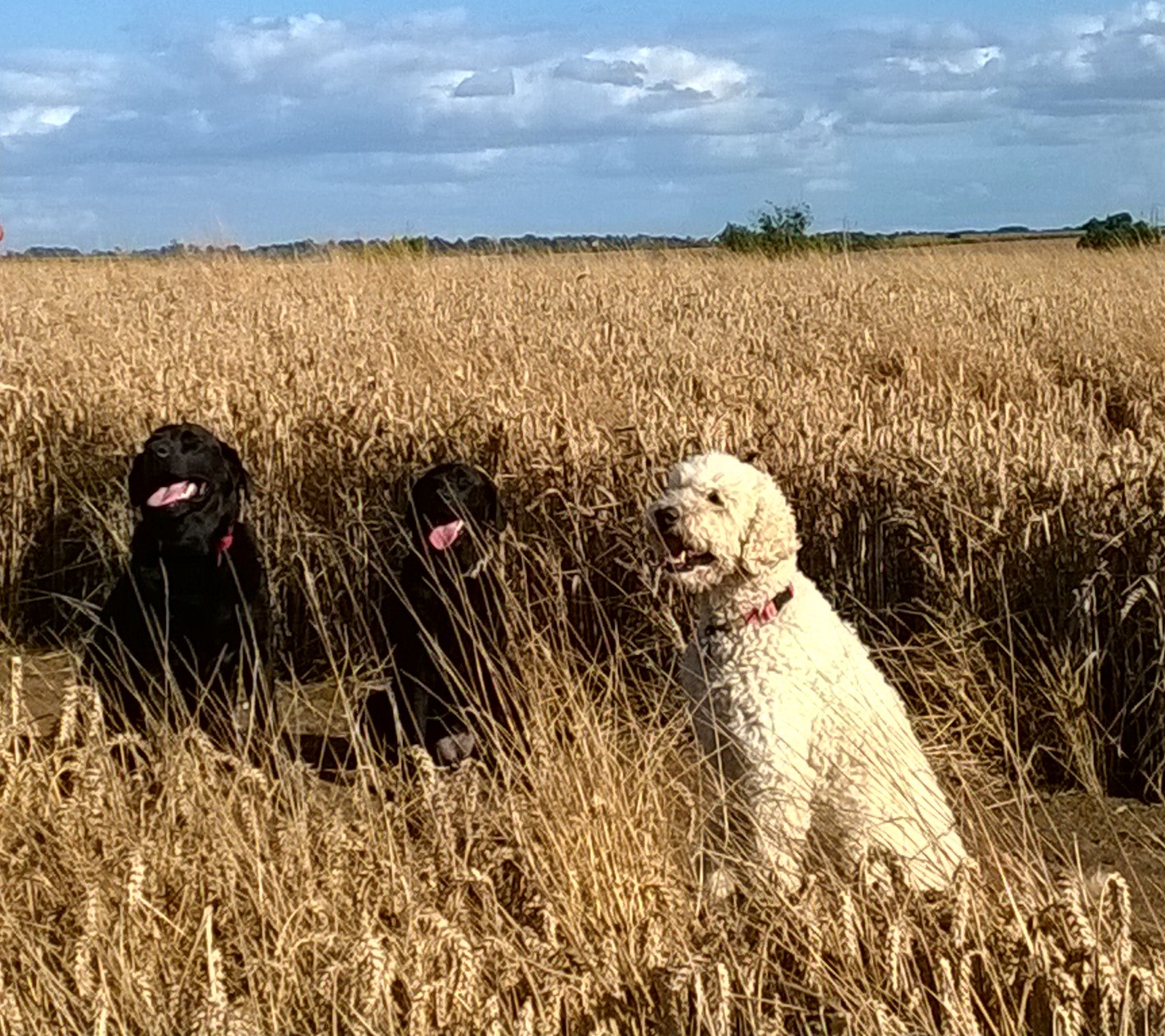 fields.jpg